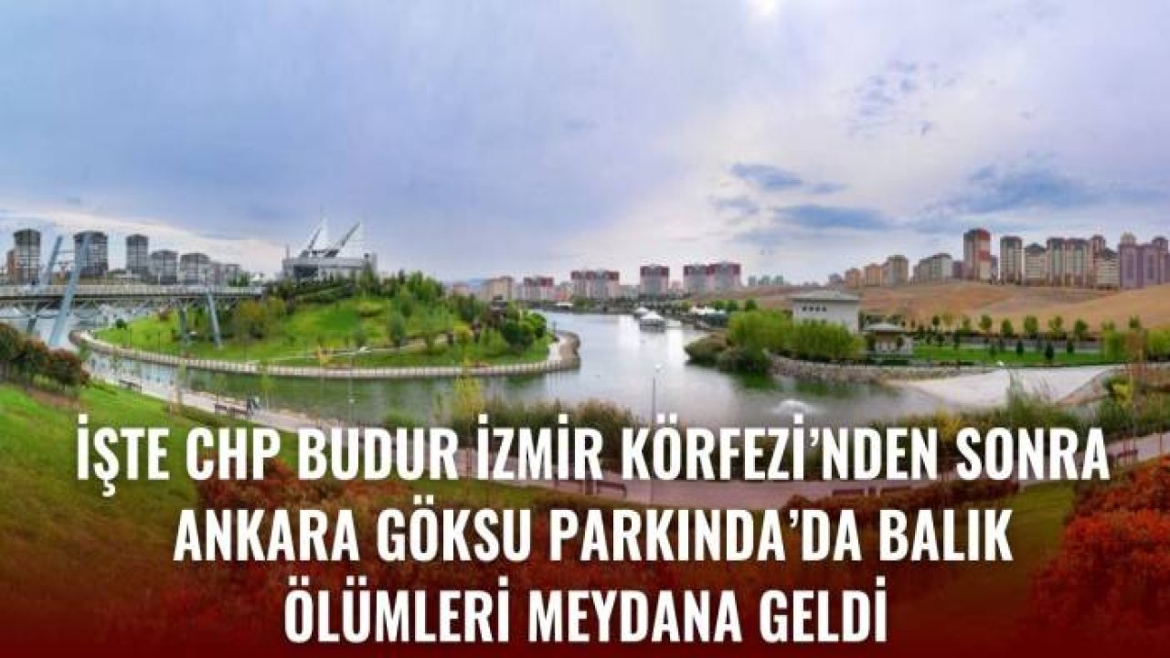 İŞTE CHP BUDUR İZMİR KÖRFEZİ’NDEN SONRA ANKARA GÖKSU PARKINDA’DA BALIK ÖLÜMLERİ MEYDANA GELDİ